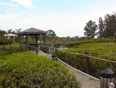 Mangroves provide spawning for marine life